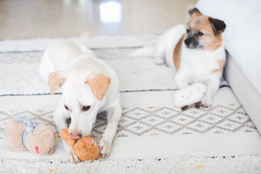 Juguetes interactivos para perros automatizados